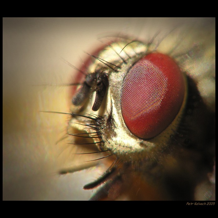 -Zleva vypadám nejlíp-