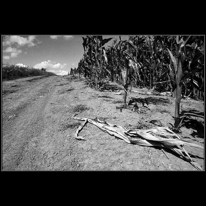 ...:: breathless corn ::...