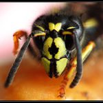 Tak kdo tady chtěl to žihadlo !!!