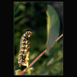 >>KTO DO TEBA KAMEŇOM