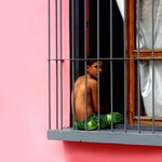 přes růžové brýle a šedé mříže