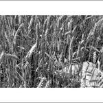 Lehce erotické představy krále Ječmínka