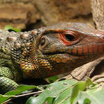 ZOO Praha, dracéna guayanská