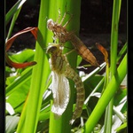 <b>Jak se rodí šídlo II...</b>