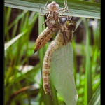 <b>Jak se rodí šídlo III...</b>