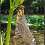 <b>Jak se rodí šídlo IV...definitivně opustilo exuvii.</b>