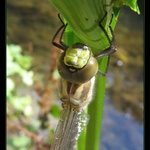 Jak se rodí šídlo V...teď už se vybarvuje
