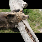 Brtnik z Brtniku... :o)