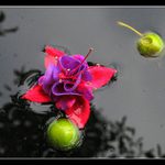 ..obrázek-barvičky.. -jen tak,pro radost