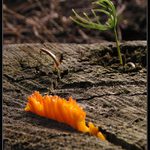 Co všechno na tom pařezu neroste...