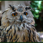 Bubo