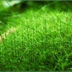 Zelené píky a tykadla