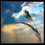 <font color=B96F00><b>*****NaTurE*****</a></span><br>
