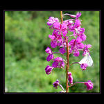 <font color=A5006E><b>*****Pink Flower*****</a></span><br>
