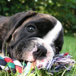 Pravý pes Baskervillský