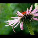 Luční kvítí- barva