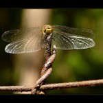 Tonoucí se drátu chytá