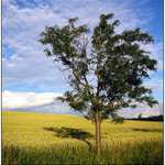 Okolí Hodkovic n.M.2