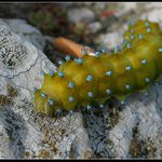 Nukleární hovado :)