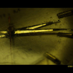..:prim II:...