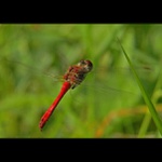 přistání povoleno