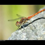 <b>To je opalovačka...