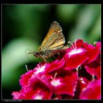 <b>..:: Sladké opojení