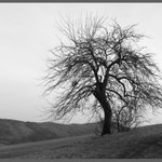 přerostlý frňákovník