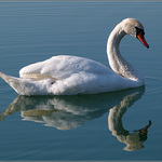 Labuť