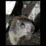 * SVIŠŤ vs HLEMÝŽĎ ? *