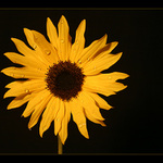 ... prostě slunečnice