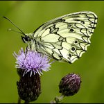 Motýl