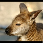 <font color=#000000><b>KlokáneK<br>