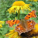 Polygonia c-album