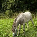 zelená uklidňuje:o)