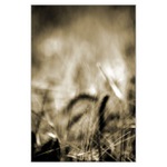 * Poledne o žních *