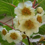 Kiwi na druhou