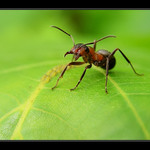 Já Vam dam, že jsem paroháč...