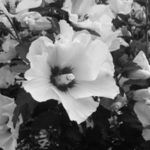 Kytička u cestičky..