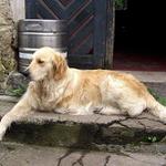 nejlepší přátelé člověka :o)