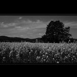 <b>Čiernobiele pole <b>