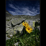 <B>Flóra Tatier</B><BR>