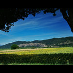 Slunečnicová Provence