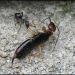 Ferdov kapitálny úlovok.