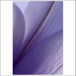 Kvetoucí něha...II