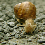 šnečku, šnečku...