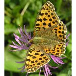 Chytila jsem na pasece motýlka ...