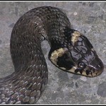 nečekaná návštěva