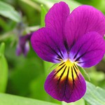 Maceška malokvětá