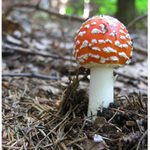 jedovatá krása ...